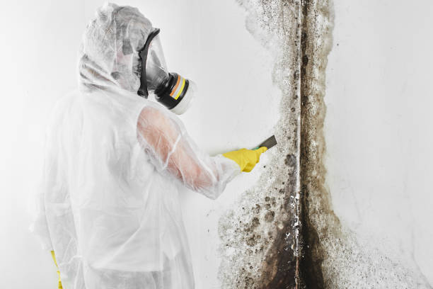 Best Mold Damage Repair  in Springfield, VA