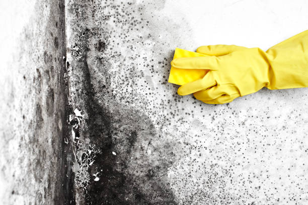 Best Crawl Space Mold Removal  in Springfield, VA