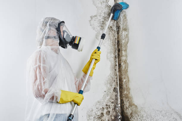 Best Affordable Mold Removal  in Springfield, VA
