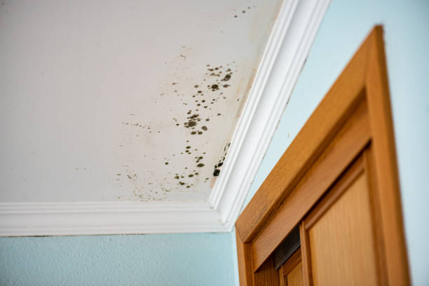 Professional Mold Removal in Springfield, VA