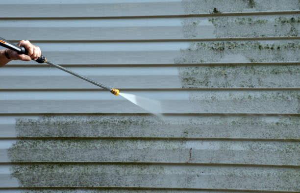 Best Black Mold Removal  in Springfield, VA