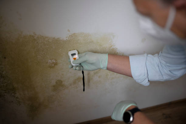 Best Toxic Mold Removal  in Springfield, VA