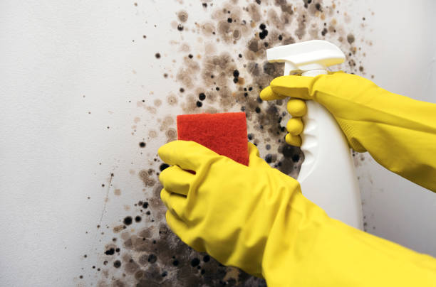 Best Attic Mold Removal  in Springfield, VA