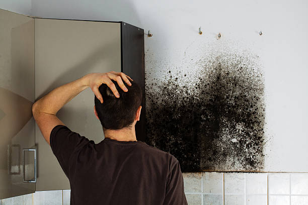 Best Mold Remediation Services  in Springfield, VA