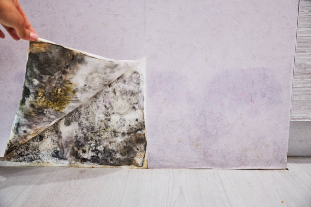Best Same-Day Mold Removal  in Springfield, VA